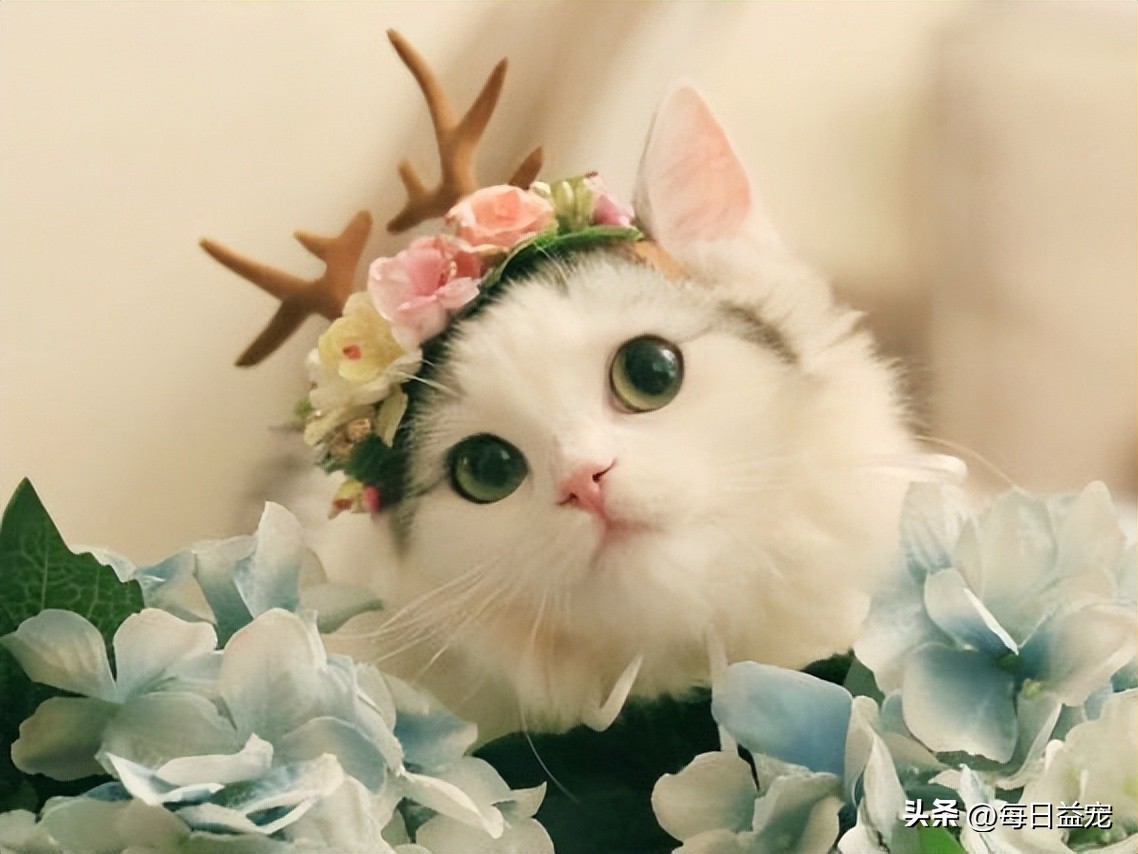 布偶猫多少钱一只长不大,布偶猫为什么价格相差那么大