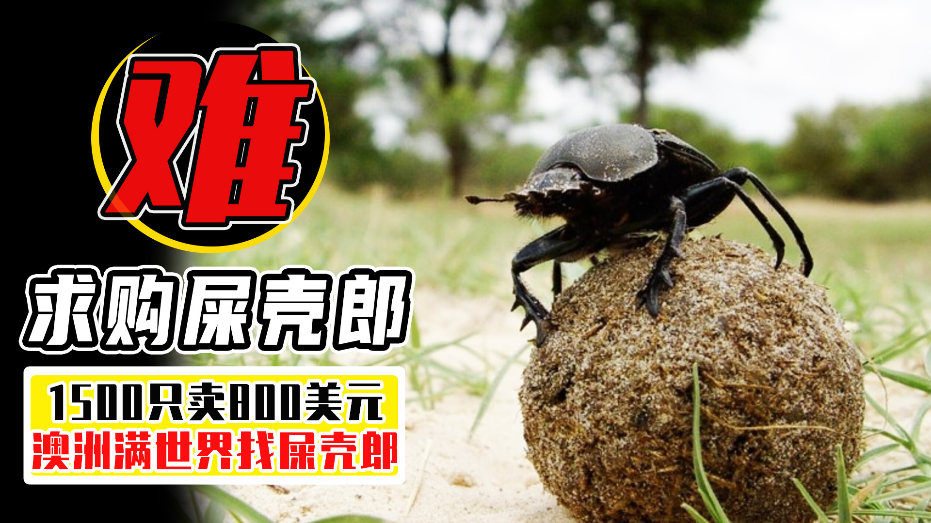 中国屎壳郎为什么备受澳洲欢迎,收购野生屎壳郎违法吗