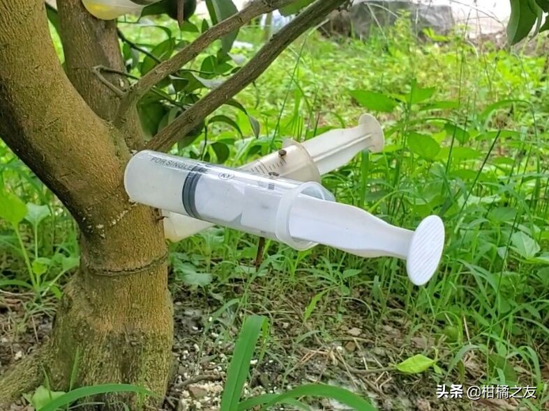 柑橘用打吊针防黄龙病有用么,给黄龙病柑橘树打针到底有用吗