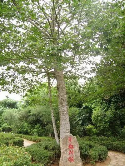 大自然中树有哪些秘密呢,神奇的大自然神奇的树