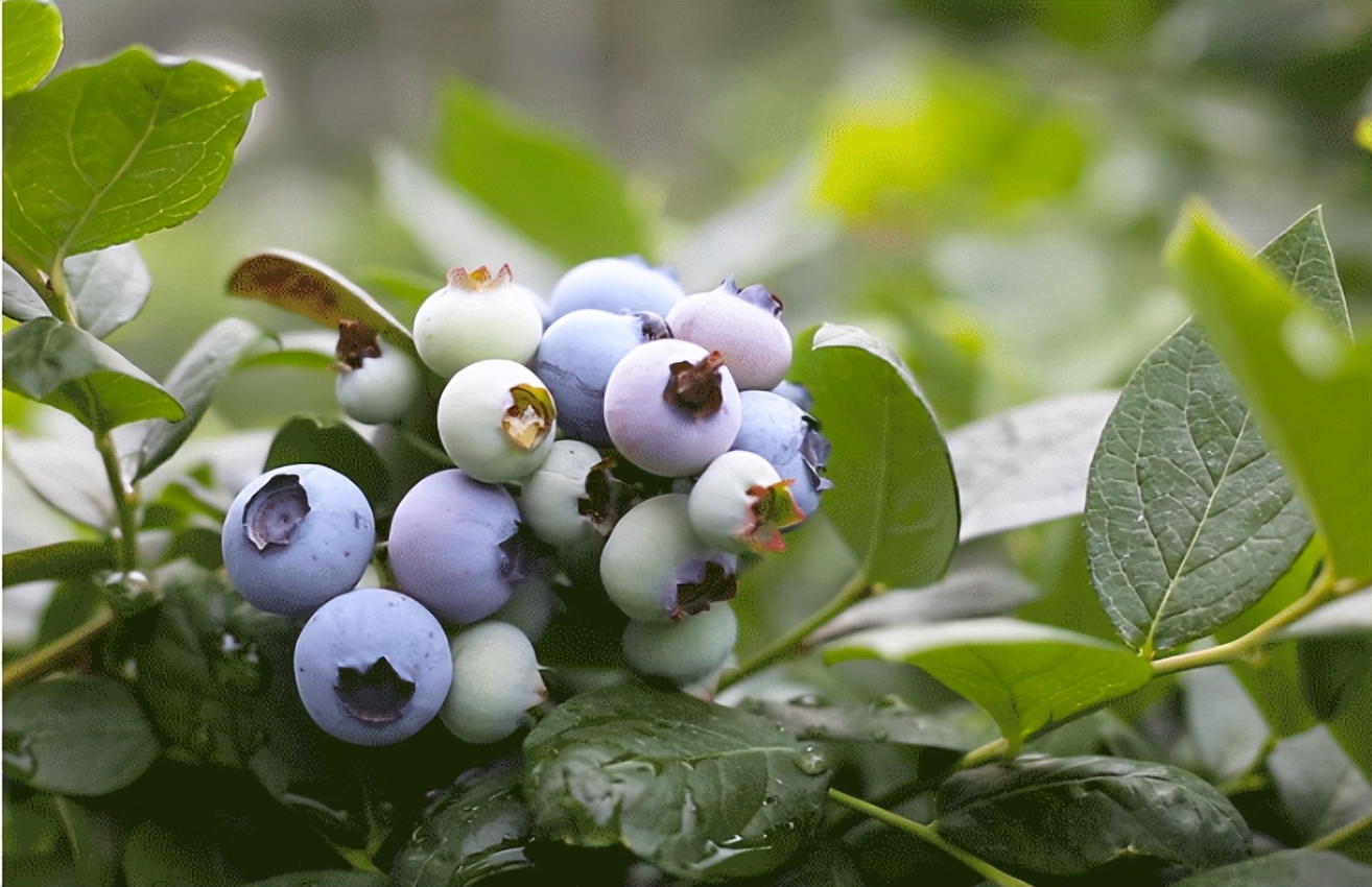 夏天的味道!房县夏日水果图鉴来啦