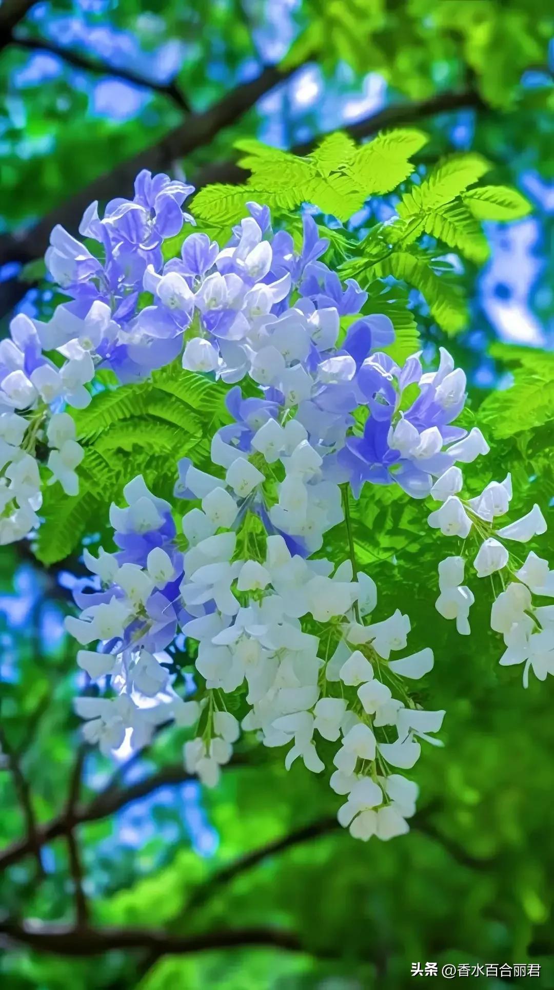 淡紫色的花是什么树,淡紫色的槐花