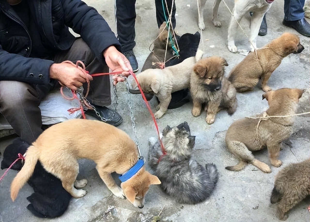 挑狗的诀窍,挑狗五大秘诀