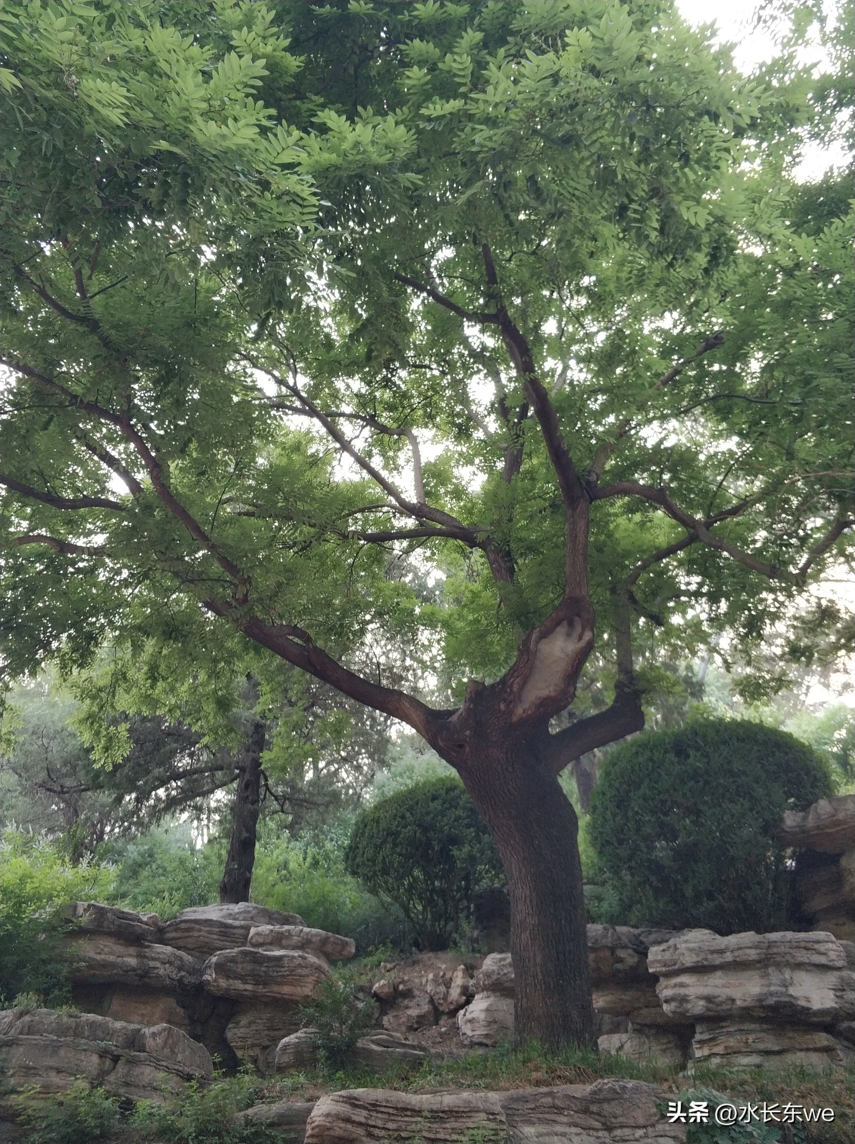 景山公园游览,京城景山公园满园春色
