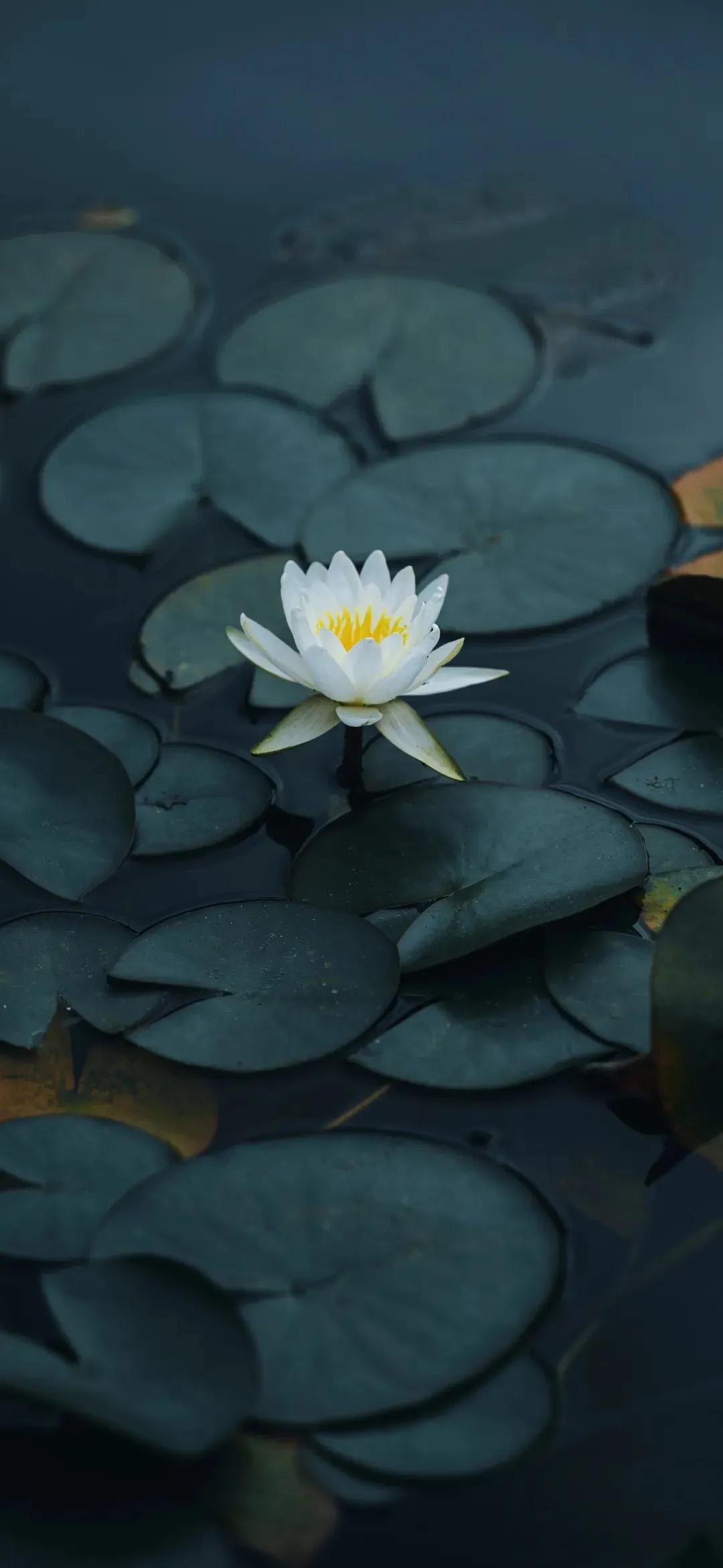 2340*1080黑色高清壁纸,壁纸461期热门精选壁纸