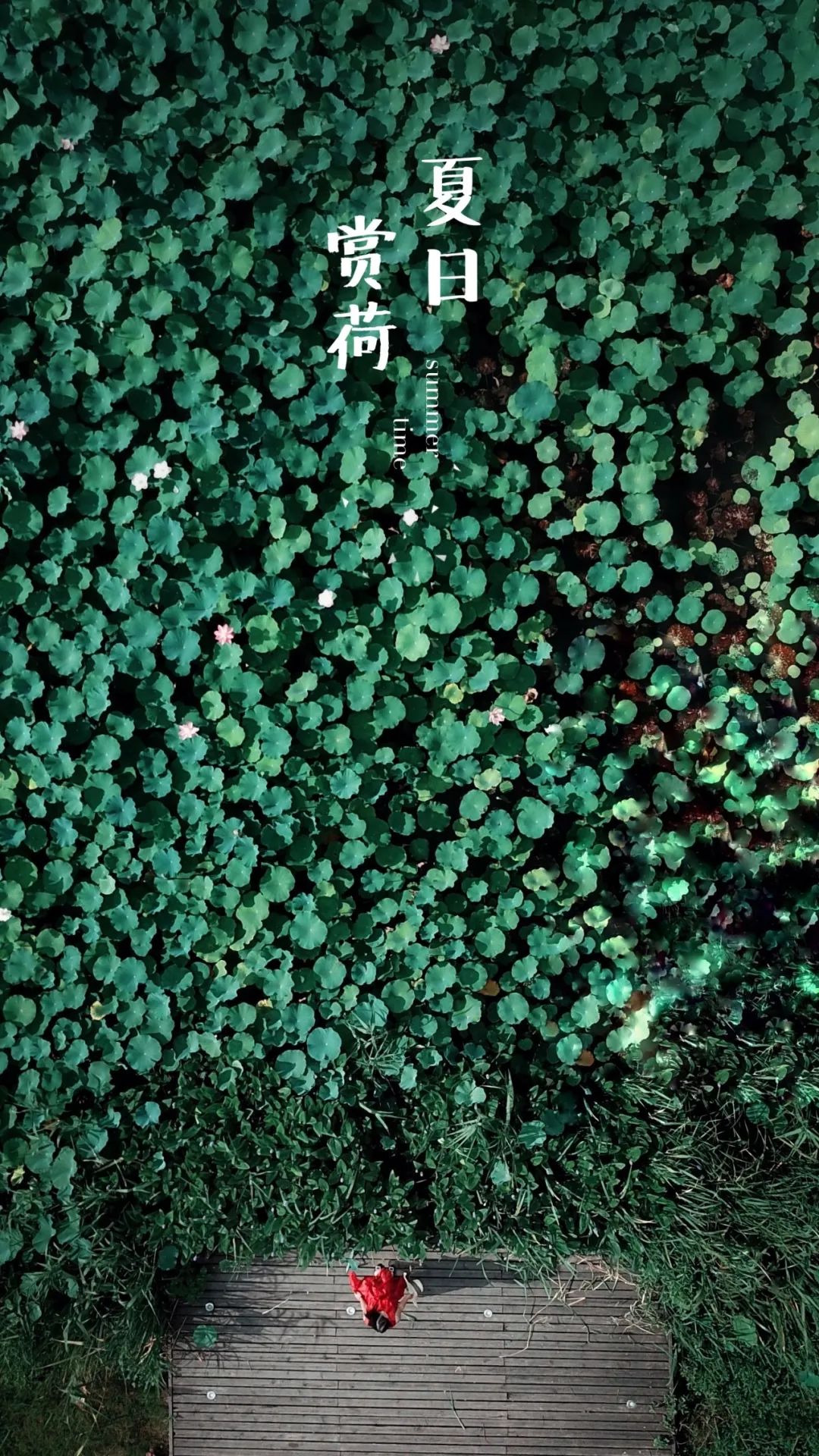 春来夏往，秋收冬藏，带你感受沙家浜的四季，别错过身边的美好