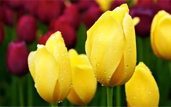 漂亮的郁金香随手一拍都是美景,春天的郁金香花海美得不可方物