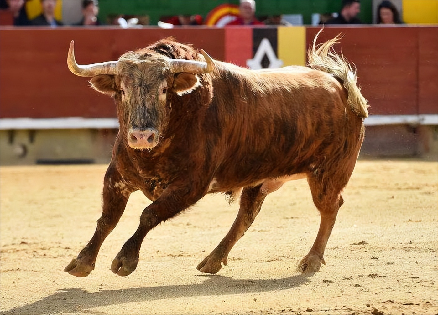 各国的国宝和国鸟都是什么,中国十大国宝珍稀鸟