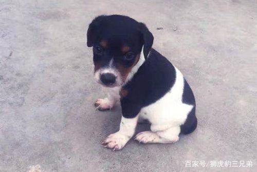 中国五大最优秀的犬种你知道多少,中国最好的太仓犬