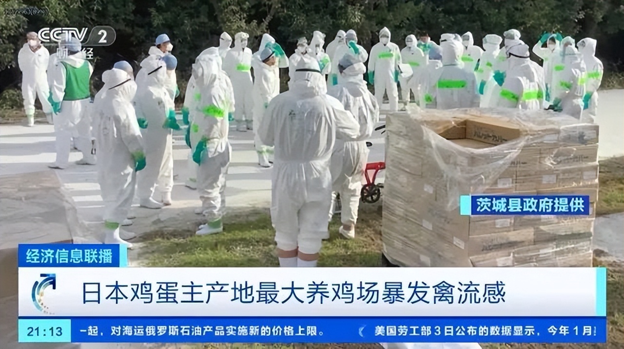 连麦当劳都无蛋可用?台湾这波缺蛋够狠