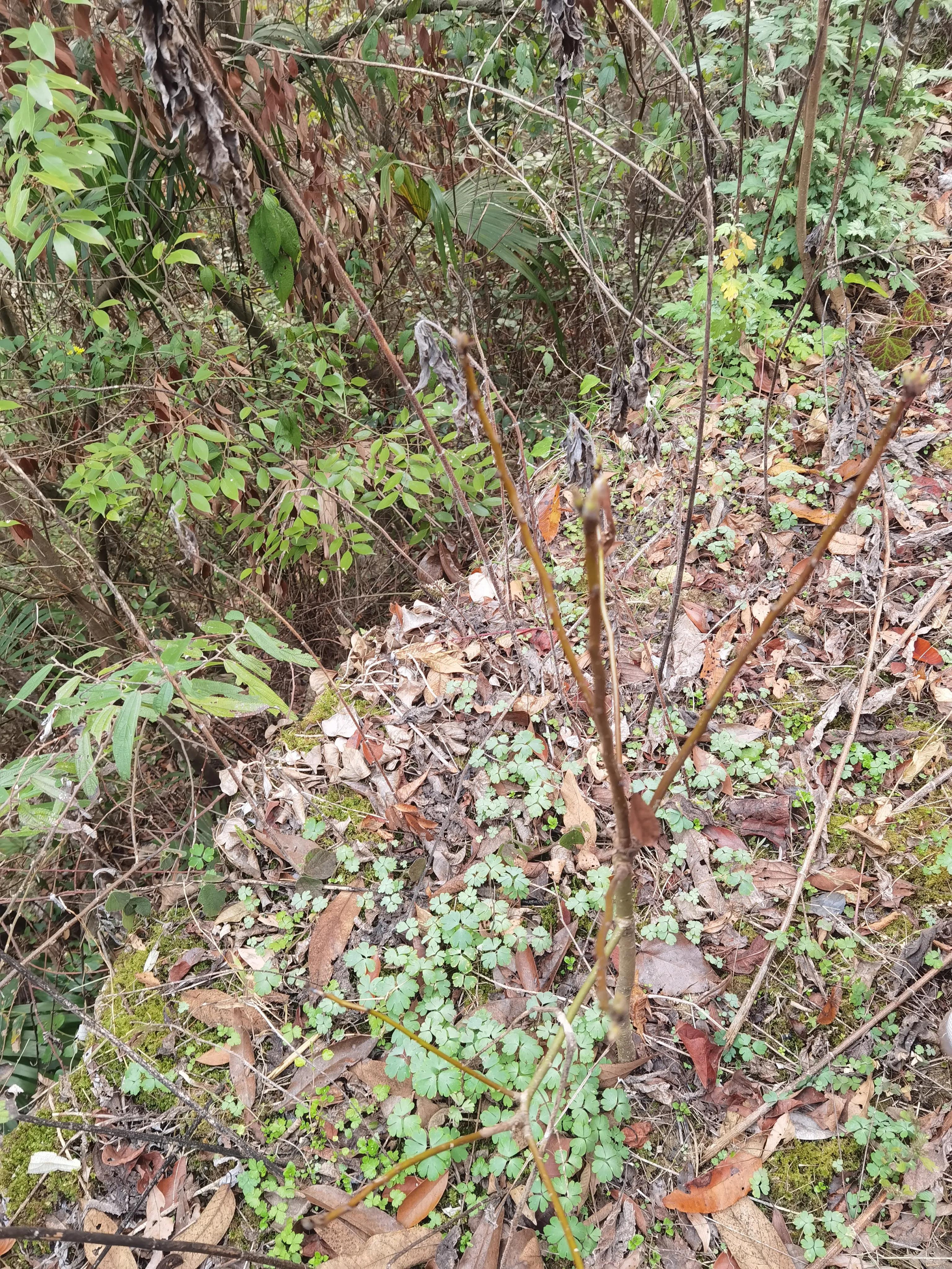 我家后面有座大山,我家后面有一座山用什么符号表示