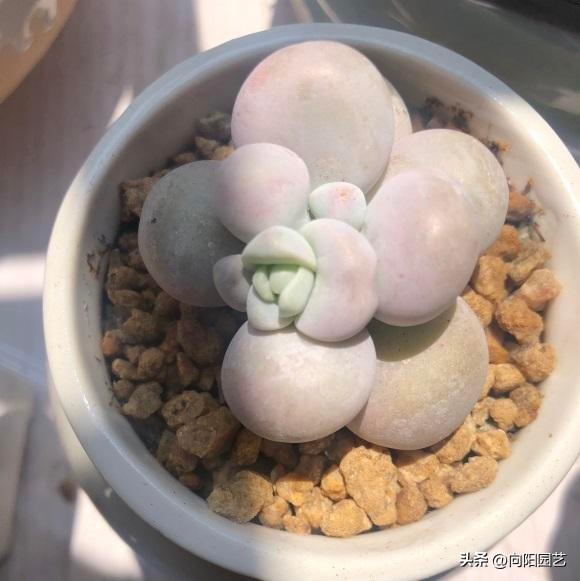 春天买多肉怎么养,春天新买的多肉怎么养才能养好