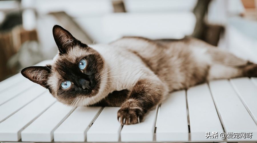 猫咪品种大全及图片,猫咪品种大全视频