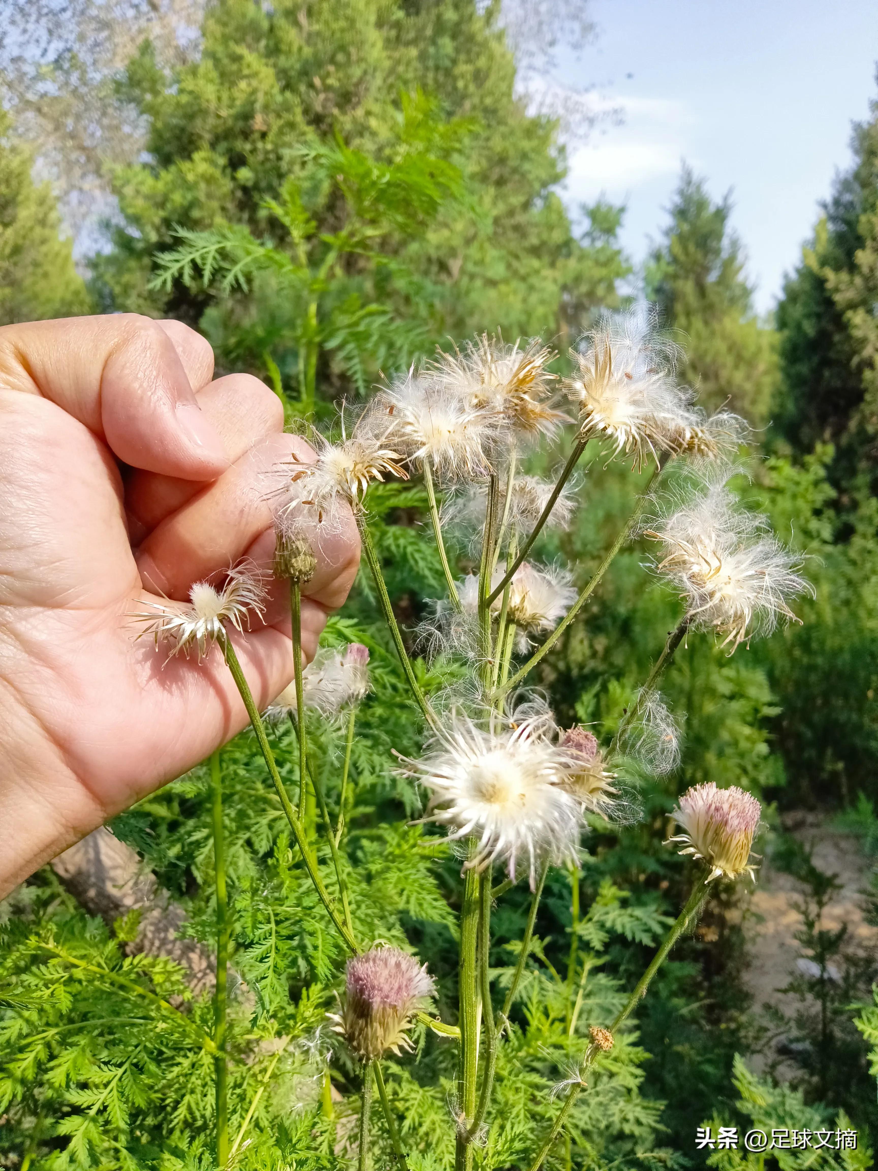 足球文摘2024年4月2日,足球周刊2023年6月30号