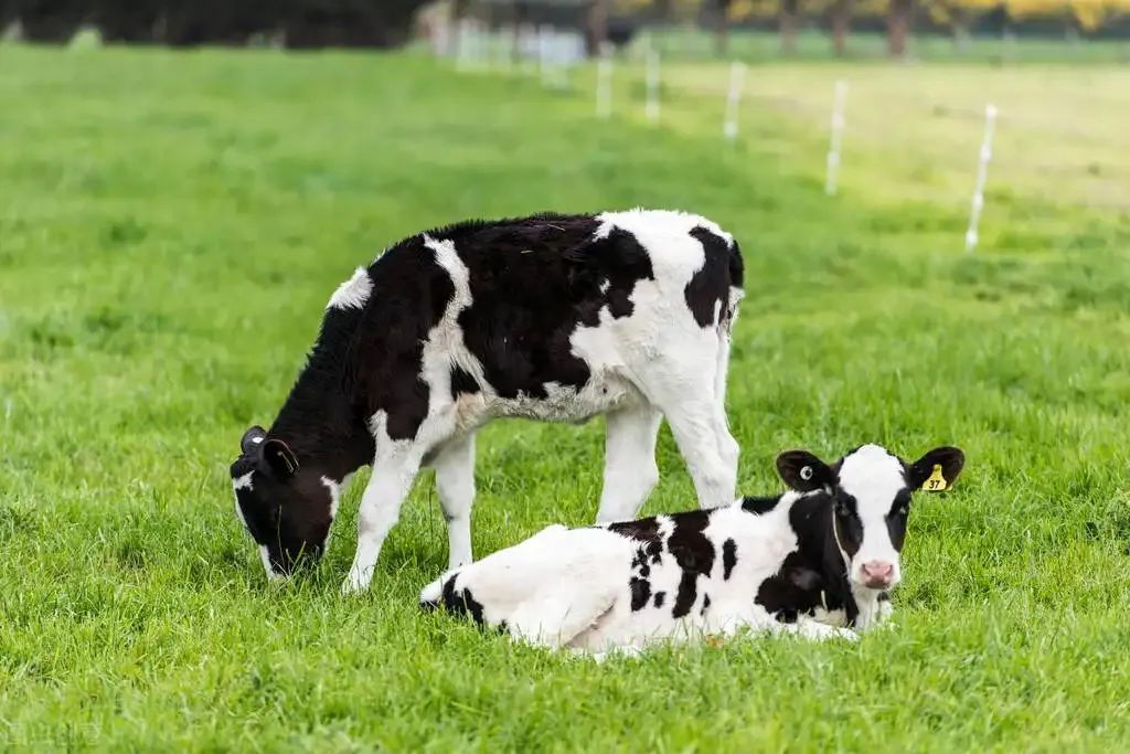 奶牛子宫脱出内置缝合,奶牛子宫脱落怎么办