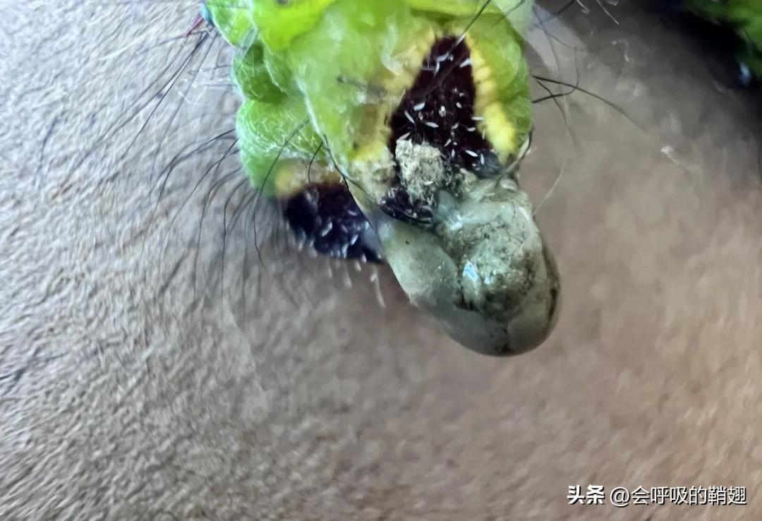 绿尾大蚕蛾吃什么,绿尾大蚕蛾饲养