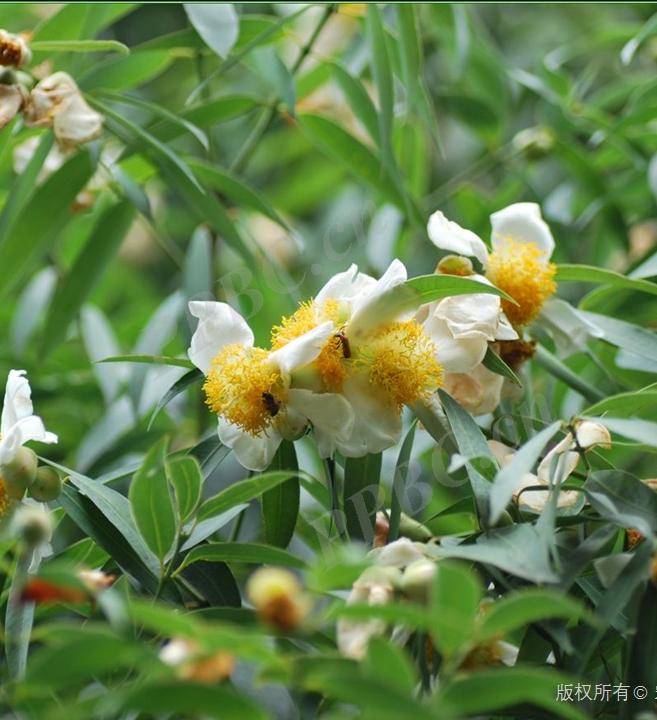 铁刀木和松木哪个好,铁力木和铁刀木哪个更好