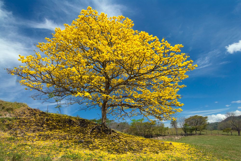 城里人到农村种树养老,农村老人靠儿子养老还是女儿养老