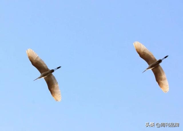 石川河畔生态美天蓝水碧白鹭飞