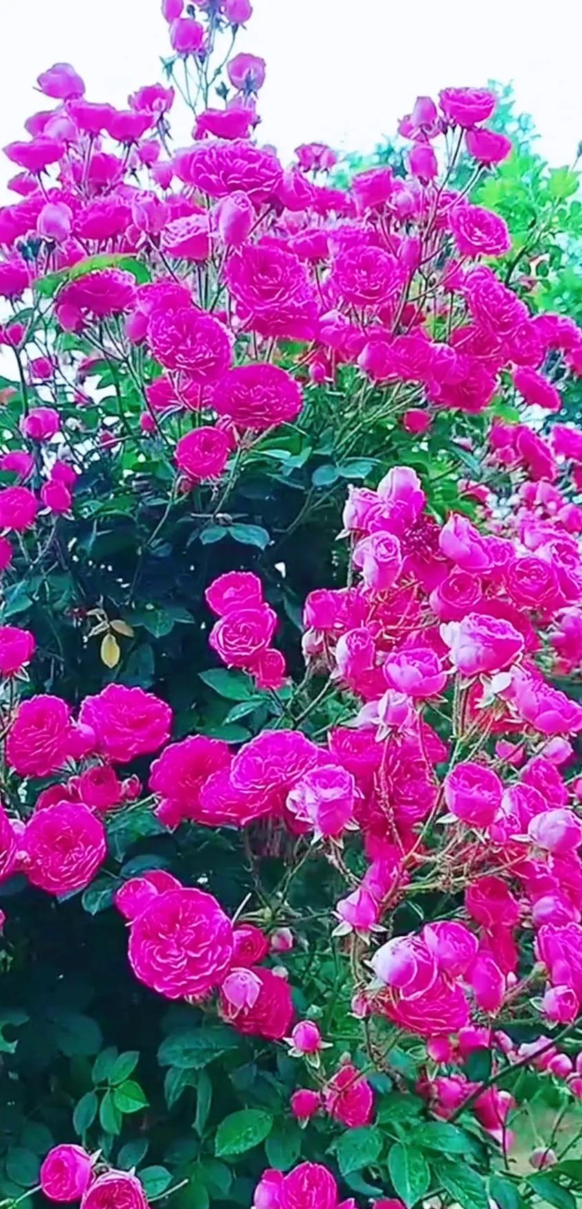 好养眼的花图片,让人惊艳的花草图片