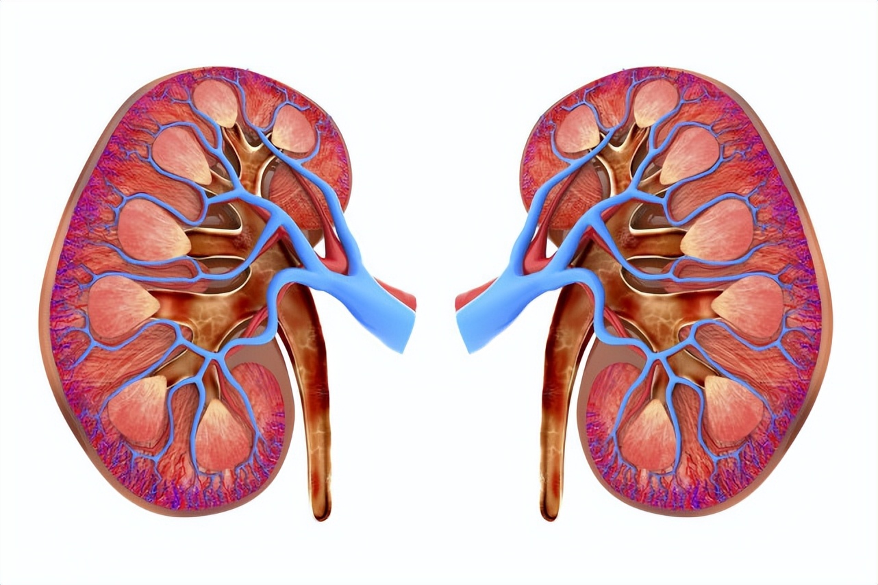 肾病多是“拖”出来的!若无“2黑、2臭”,恭喜,肾“杠杠”的