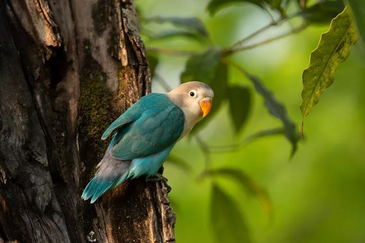 鹦鹉正常吃什么食物好养,鹦鹉饲养吃什么食物和饲料
