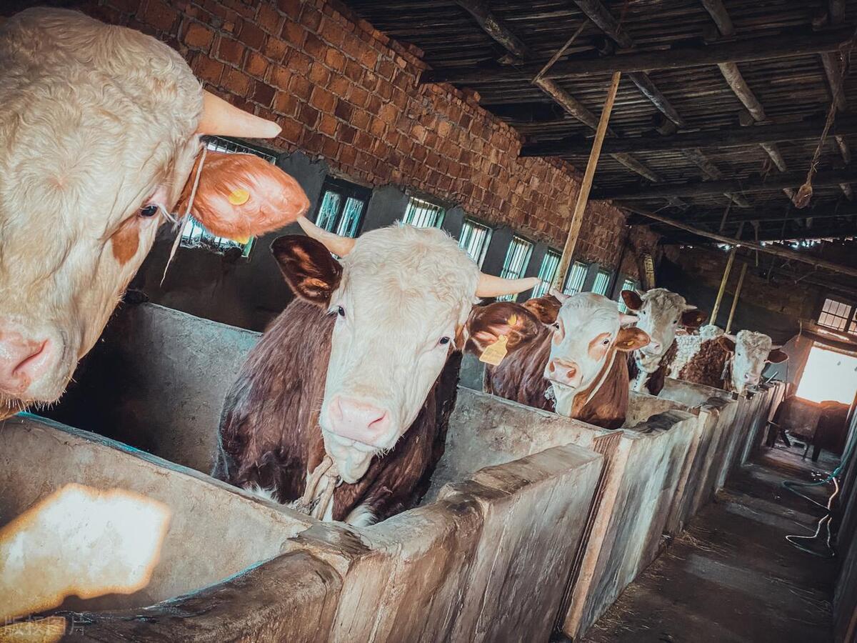 养殖业低迷的原因,猪价下调了为什么羊价飞涨呢