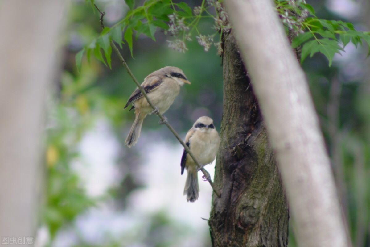报得三春晖中晖是什么意思,报得三春晖的三春指的是