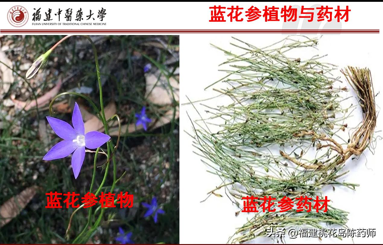 28味解表中药的性味与功效,麻黄性味辛温故能解表散寒