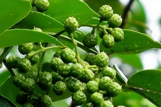 藤椒生长过程图片,藤椒是什么时候进入中国的