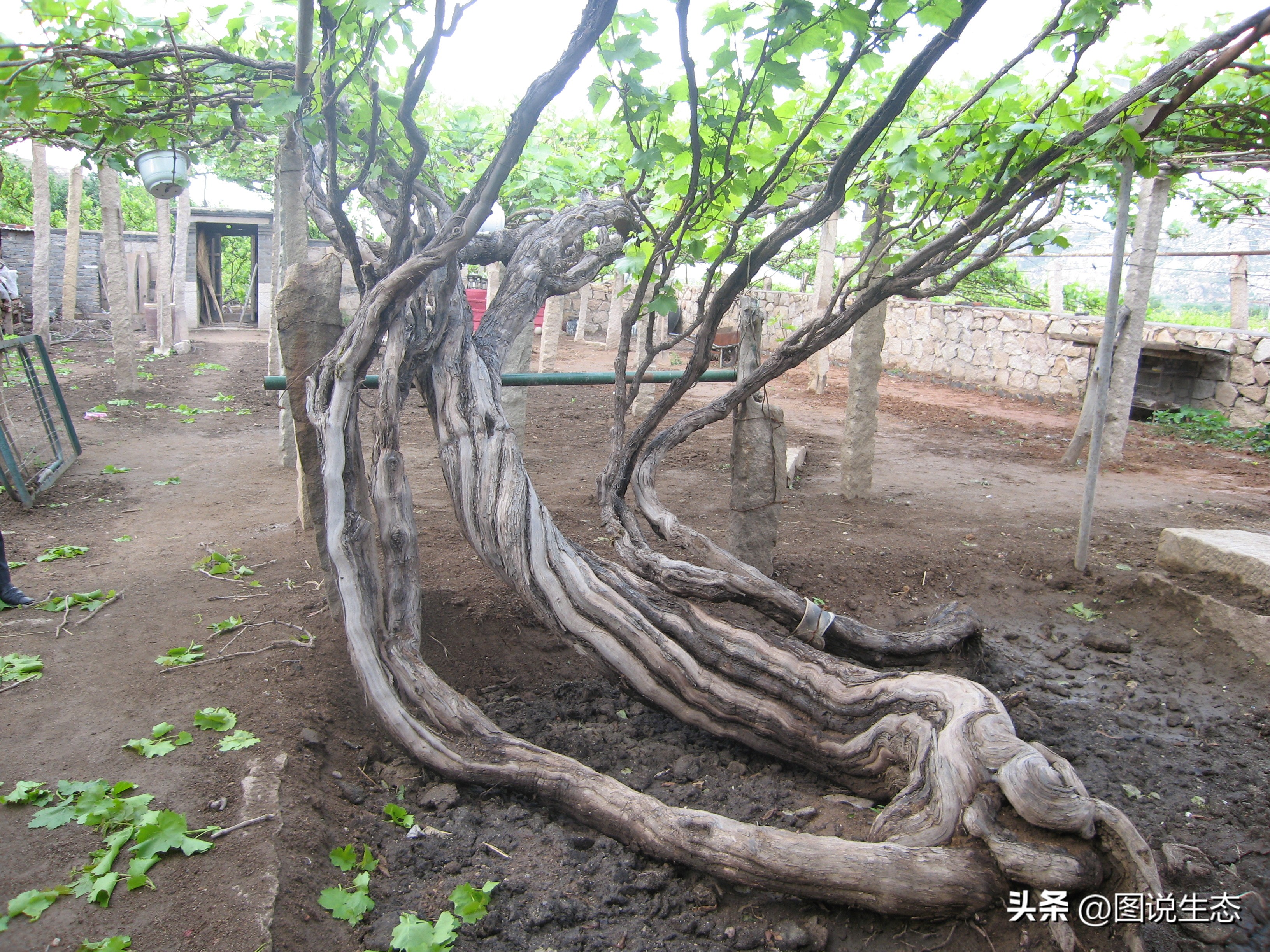 昌黎葡萄小镇100多年的葡萄树,昌黎葡萄沟百年葡萄树