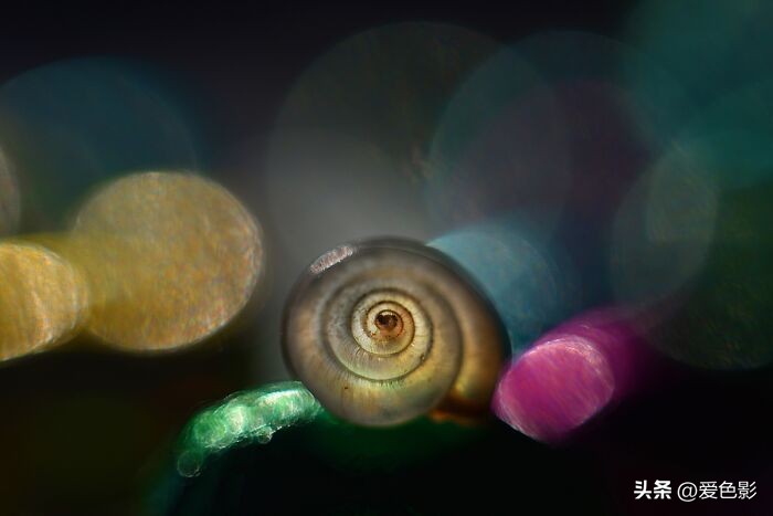 光影斑驳中，长笑蜗牛戴屋行