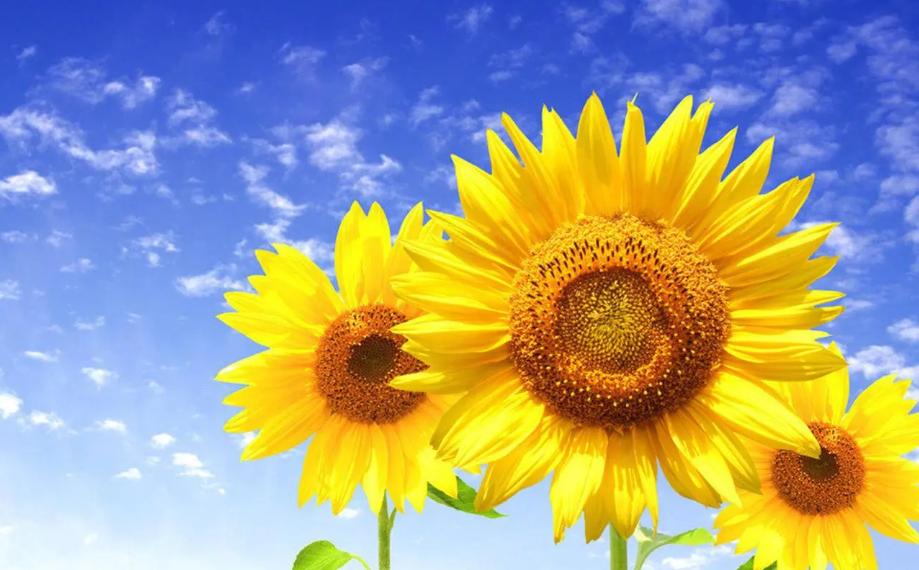 人只有躺在病床上才知道爱情最美,老了才知道这辈子最亲的人是谁