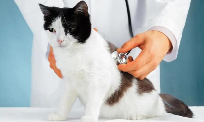 传染性腹膜炎用什么药物,传染性腹膜炎怎么治疗