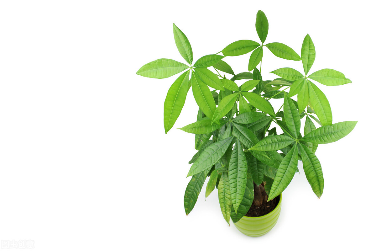 太实用了！45种常见植物养殖方法大全