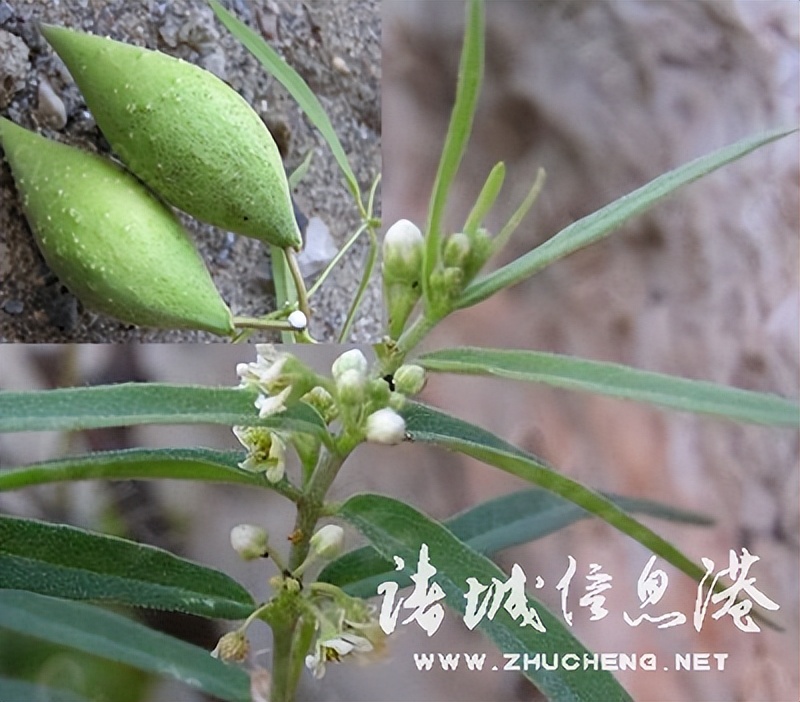 冠县常见野生保护植物,诸城野生动物排名