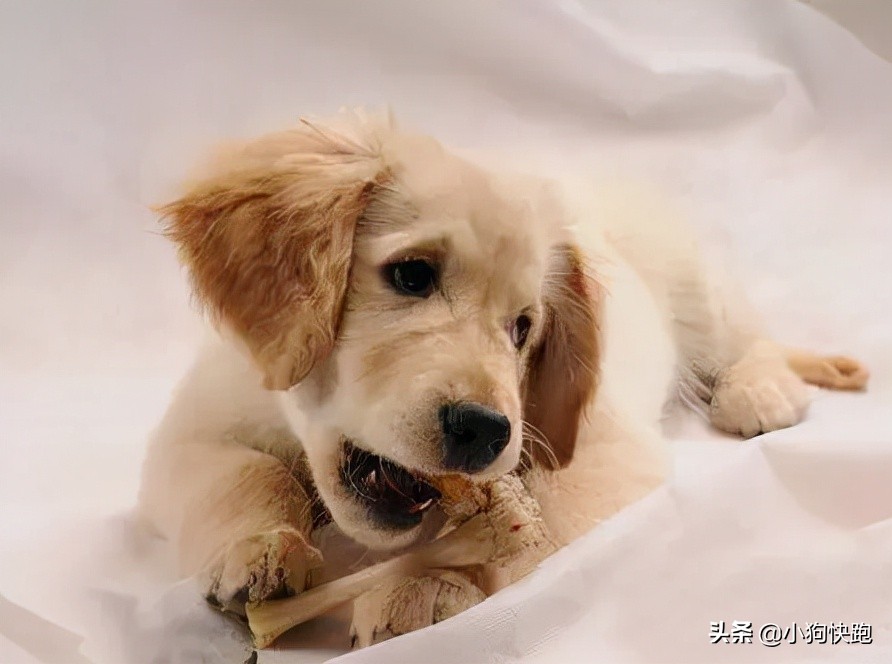 狗狗换了新环境一直叫怎么办,主人不在家狗狗一直叫怎么办