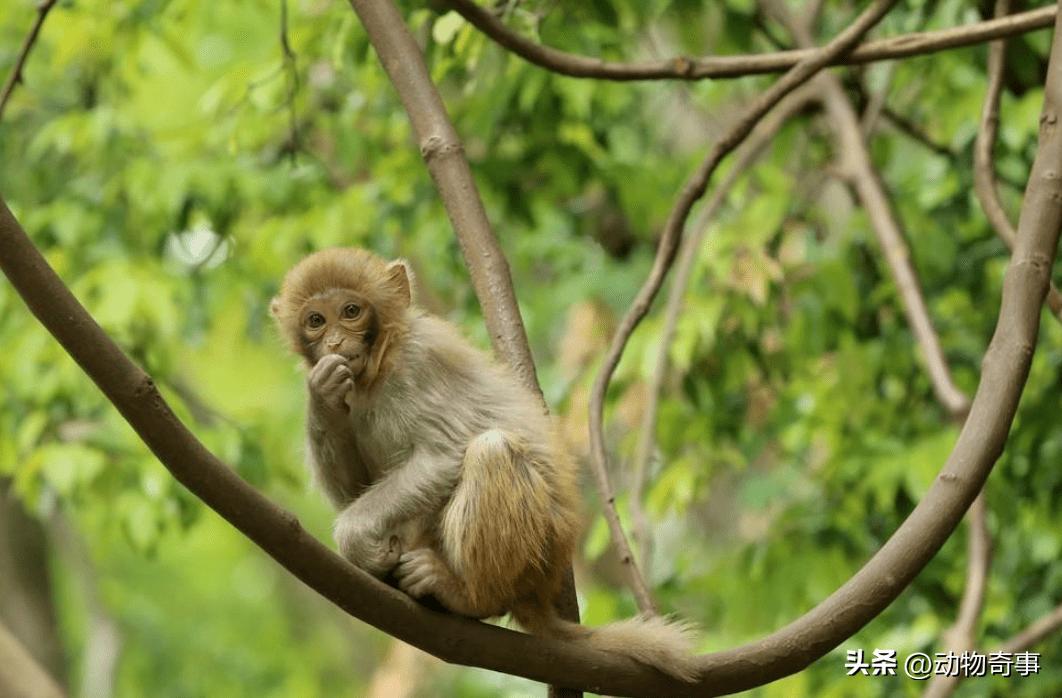 最聪明的猴子是黑尾猴,最聪明的猴子有哪些