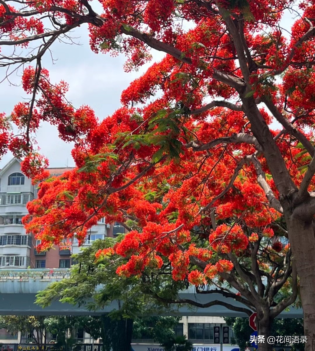 厦门路边一棵花，凭“超强花量”走红，被当地人评为“凤凰花王”