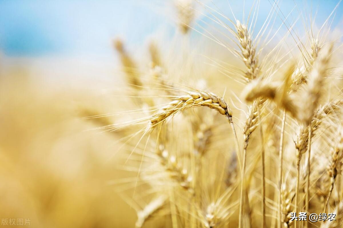 国家最新出台相关农业政策,20大农业政策解读