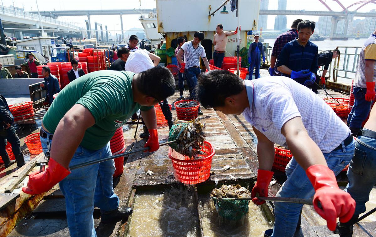 每年放流大黄鱼,现在野生的大黄鱼是以前放流的吗