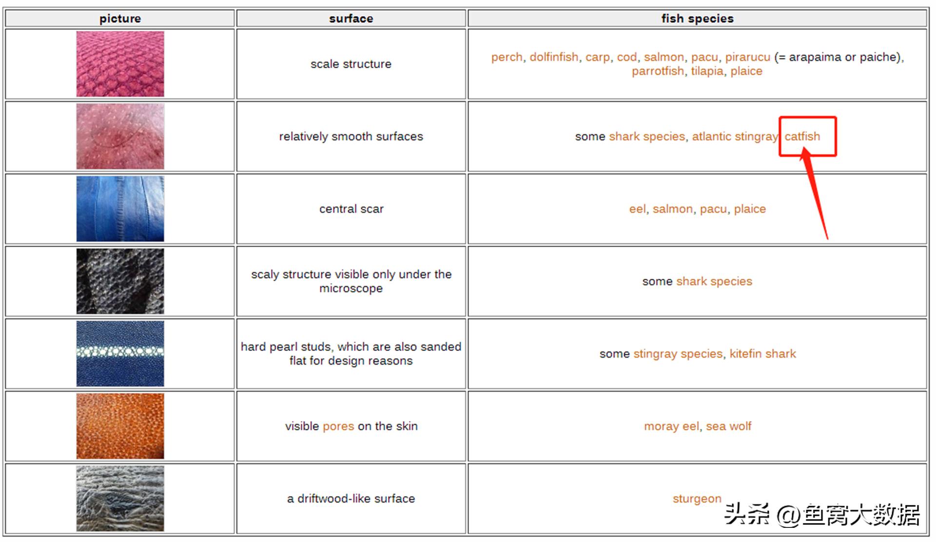 革胡子鲶销声匿迹,革胡子鲶性成熟几年
