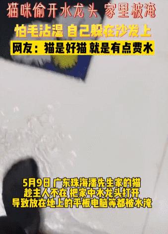 肯德基猫爪蛋挞吐槽,肯德基猫爪蛋挞永华明珠