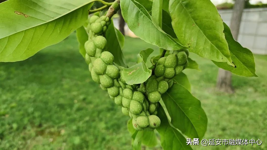 陕西宾馆迎来最佳观花赏景季节,陕西宾馆内景色