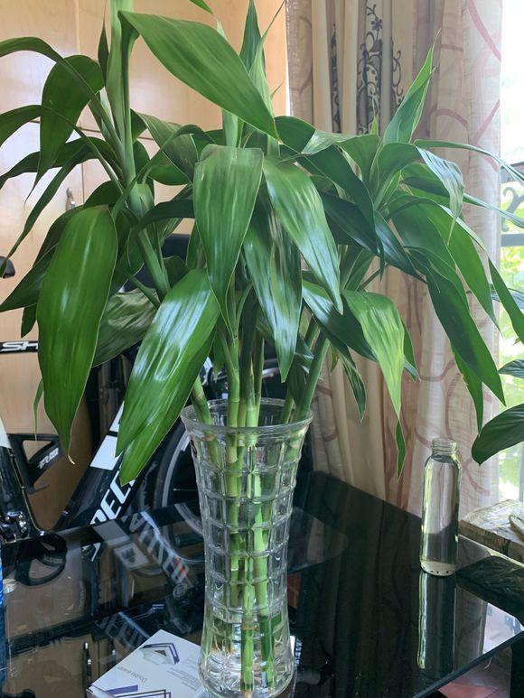 客厅养什么花最好最招财,客厅养什么花好看旺财