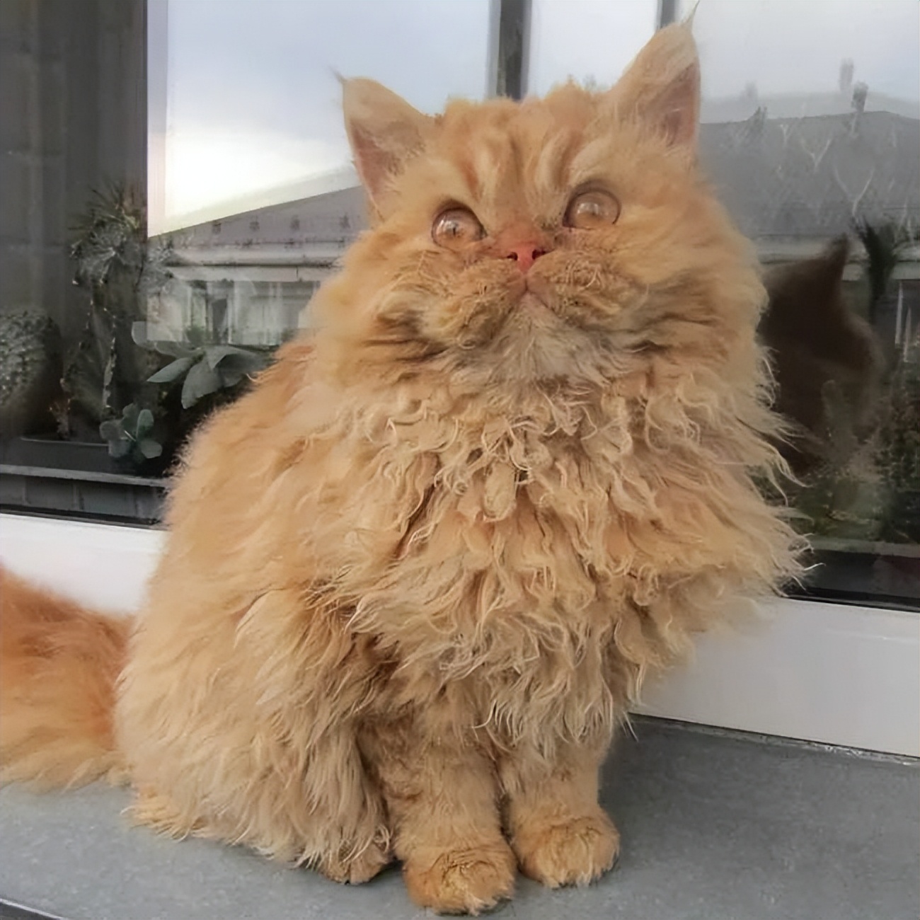 家猫常见的8个品种,常见的家猫都是什么品种