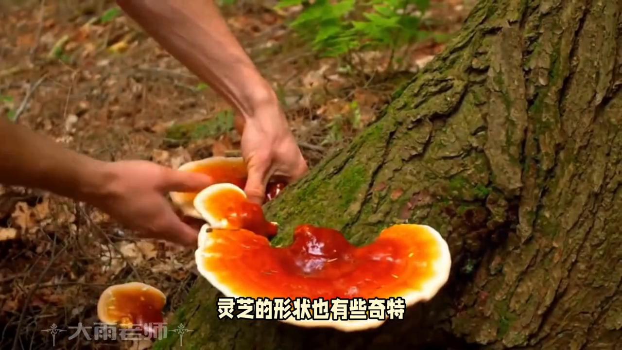 亲子教育直播,亲子教育机构加盟