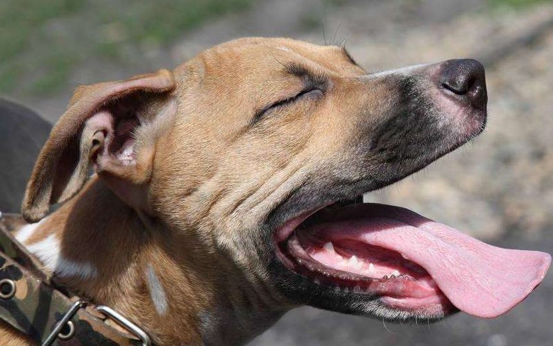 致死率近100%狂犬病为何如此恐怖,科普篇狂犬病到底有多可怕