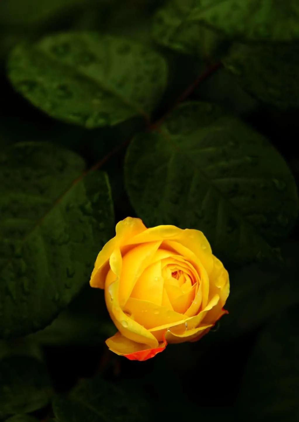 玫瑰花ins高级质感背景图,玫瑰花背景图高清图