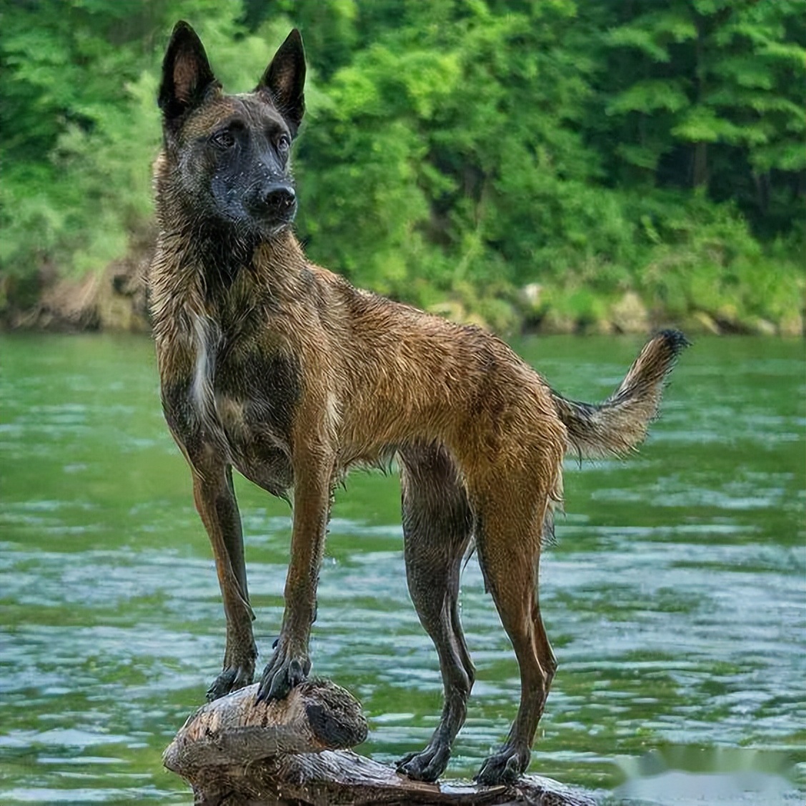 马犬为什么被大家养,马犬为什么现在没人愿意养了